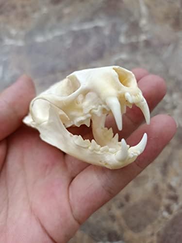 Animal Specimen Real Animal Skull Specimen Taxidermy Cleaned Skull Collection Fox, cat, Mink, Crocodile, Dog, Raccoon, Snake, Rabbit, Goat ,Muskrat,Nutria,Fox's paw (10pcs,Mink)