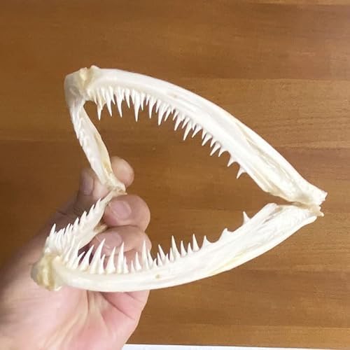 Animal Specimen Real Animal Skull Specimen Taxidermy Cleaned Skull Collection Fox, cat, Mink, Crocodile, Dog, Raccoon, Snake, Rabbit, Goat ,Muskrat,Nutria,Fox's paw (2pcs,Anglerfish Mouth)
