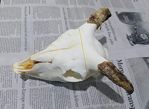 Animal Specimen Real Animal Skull Specimen Taxidermy Cleaned Skull Collection Fox, cat, Mink, Crocodile, Dog, Raccoon, Snake, Rabbit, Goat ,Muskrat,Nutria,Fox's paw (1pcs,The Sheep)