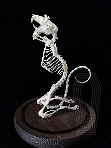 Animal Specimen Real Animal Skull Specimen Taxidermy Cleaned Skull Collection Fox, cat, Mink, Crocodile, Dog, Raccoon, Snake, Rabbit, Goat ,Muskrat,Nutria,Fox's paw (1pcs,Muskrat Skeleton)