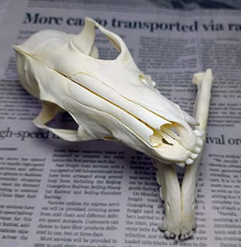 Animal Specimen Real Animal Skull Specimen Taxidermy Cleaned Skull Collection Fox, cat, Mink, Crocodile, Dog, Raccoon, Snake, Rabbit, Goat ,Muskrat,Nutria,Fox's paw (5pcs,Fox)