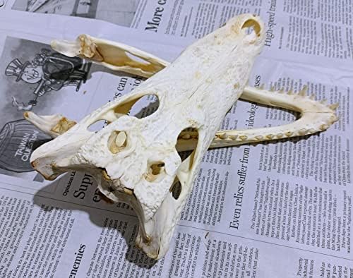 Animal Specimen Real Animal Skull Specimen Taxidermy Cleaned Skull Collection Fox, cat, Mink, Crocodile, Dog, Raccoon, Snake, Rabbit, Goat ,Muskrat,Nutria,Fox's paw (2pcs,11inch Crocodile)