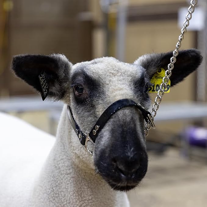 SULLIVAN'S Next Level Sheep & Goat Halter (Black/Black)