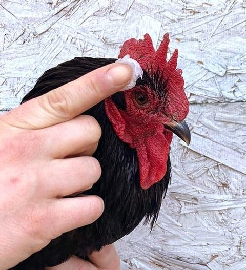 Pampered Chicken Mama SaveAComb Herbal Balm for Comb, Wattle, & Skin Protection (16 Ounce) to Prevent Frostbite for Chickens, Baby Chicks, Ducks, Quail, Gamefowl (1 Pound)
