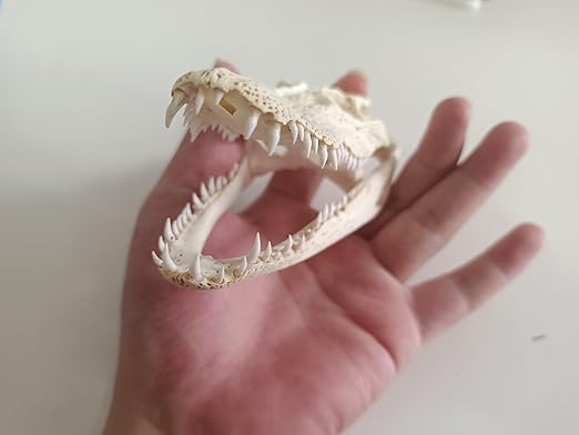 Animal Specimen Real Animal Skull Specimen Taxidermy Cleaned Skull Collection Fox, cat, Mink, Crocodile, Dog, Raccoon, Snake, Rabbit, Goat ,Muskrat,Nutria,Fox's paw (10pcs,4inch Crocodile)