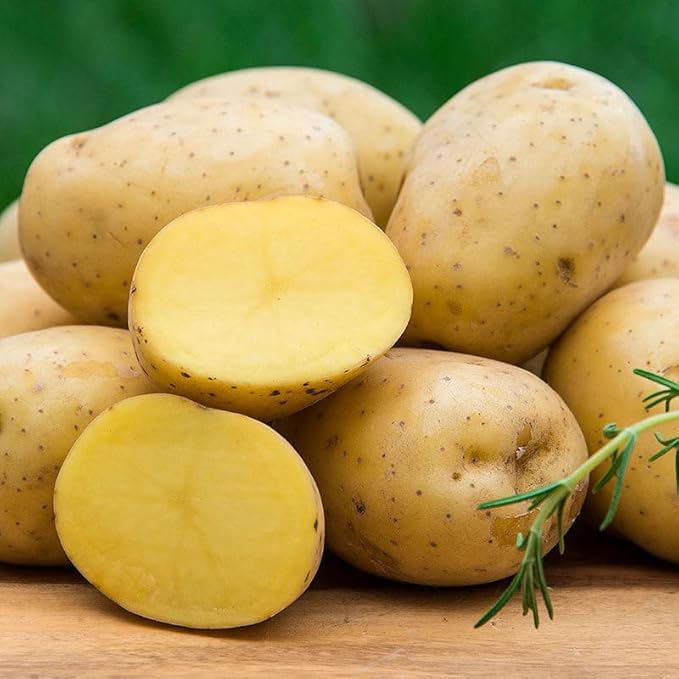 Yukon Gold Certified Seed Potatoes Non GMO 3LB Farm Fresh Ready to Grow American Raised