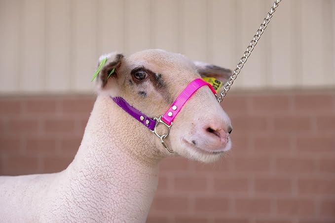 SULLIVAN'S Next Level Sheep & Goat Halter (Purple/Pink)