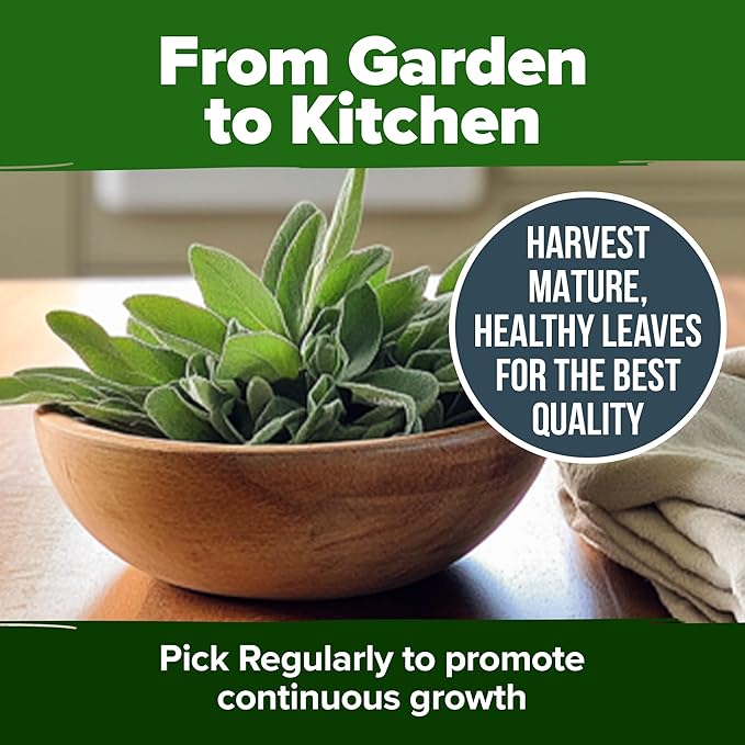 HOME GROWN White Sage Seeds 646 Pack Heirloom Seeds - Grow Aromatic Sage Plants for Your Herb Seeds Garden with Sage for Planting Outdoor or Indoor (Salvia apiana)