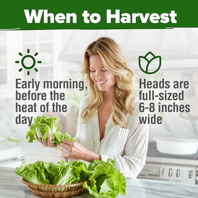 HOME GROWN Buttercrunch Lettuce Seed Pack - 3950 Vegetable Seeds - Ideal Seeds for Hydroponic Garden Indoor Premium and Heirloom Butter Lettuce Seeds for Planting (Lactuca Sativa)