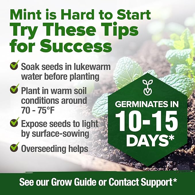 HOME GROWN Premium Common Mint Seeds (Bulk Pack) 3,600 Heirloom Herb Seeds, USA Sourced | Ideal for Planting Outdoors or Indoors for a Fresh Mint Tea Garden (Mentha spp)