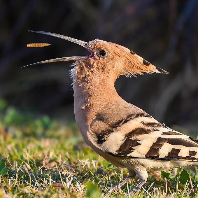 5LB Dried Black Soldier Fly Larvae, Non-GMO & Nutrient-Packed Chicken Feed, Strong Egg Production and Health, Rich in Calcium for Healthy Hens and Ducks, Better Than Dried Mealworms