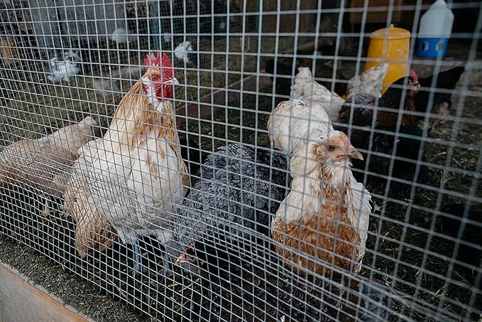 Hardware Cloth for Chicken Wire Fencing-1/4in Mesh AWG 23 Gauge 36in x 50ft Hot-Dip Galvanized Welded Wire Mesh Roll-Rabbit Fence, Snake Guard, Garden Plant Protection, Poultry Cage