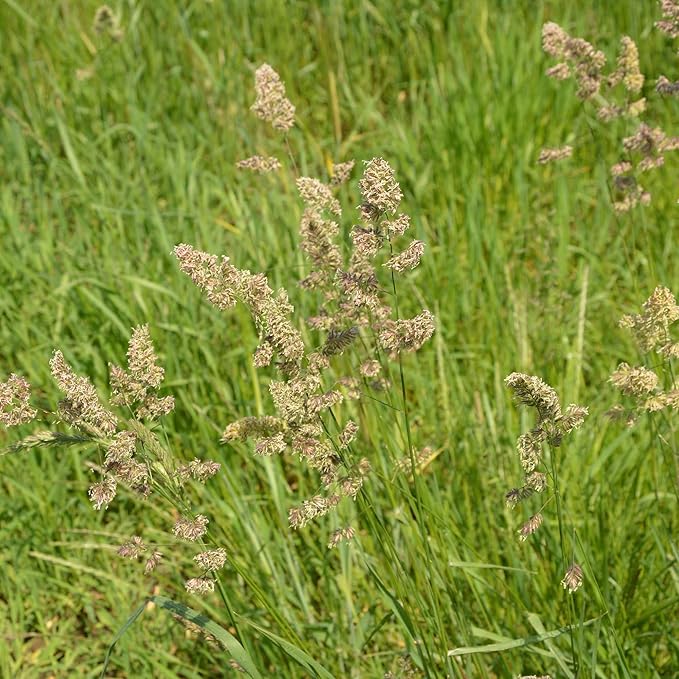 Outsidepride Grazer Orchard Pasture Grass Seed - 25 Lbs. Perennial, Drought & Shade Tolerant, Winter Hardy Fescue Seed for Hay, Grazing, Silage, Greenchop, Goat Feed, & Lawn Use