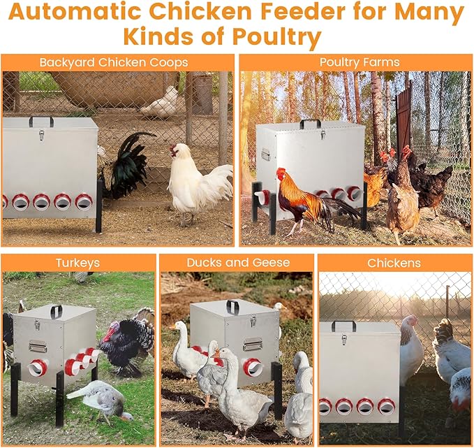 100LB Automatic Chicken Feeder with Cover – Large Capacity Metal Chicken Coop Feeder with 12 Feed Ports, Adjustable Legs Rainproof No Waste Outdoor Poultry Feeder for Hens & Free Range Flocks