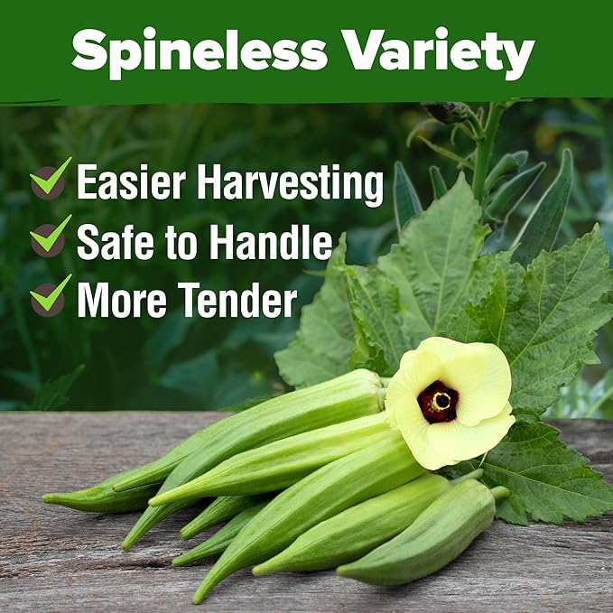 HOME GROWN Clemson Spineless Okra Seeds - 202 (2 Pack) Heirloom Vegetable Seeds, Premium Garden Seeds for Planting Outdoors (Abelmoschus esculentus)