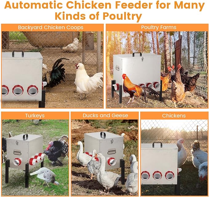 50LB Automatic Chicken Feeder with Cover – Large Capacity Metal Chicken Coop Feeder with 8 Feed Ports, Adjustable Legs Rainproof No Waste Outdoor Poultry Feeder for Hens & Free Range Flocks