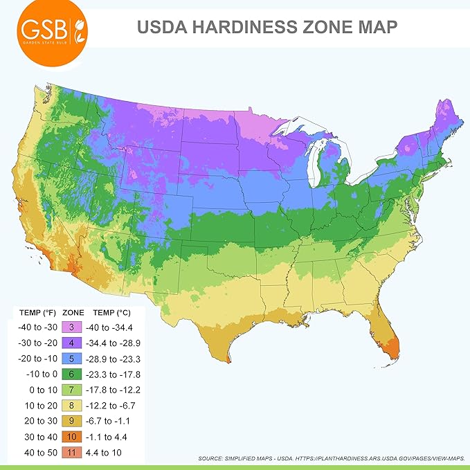 Garden State Bulb Double Mixed Daffodil Flower Bulbs, 14/16cm, Fall Planting (Bag of 25)