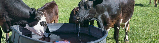 Preparing for Summer Heat & Resource Shortage: Essential Survival Setup for Your Homestead