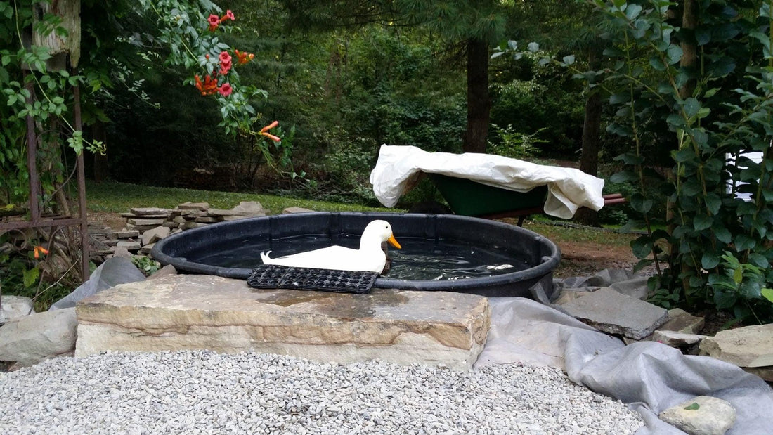Backyard to Homestead: Raising Chickens, Ducks, Cows, and Horses the Smart Way