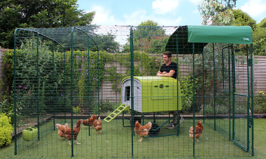 Backyard Chickens Starter Guide: Raising Healthy Chicks This Spring