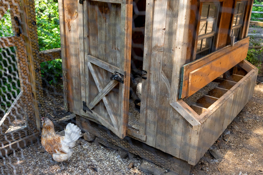 Chicken Coop Setup Guide: How to Keep Your Flock Healthy in Warmer Months