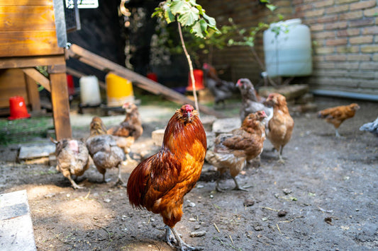 Spring Homestead Reset: Essential Tasks to Prepare for a Productive Season