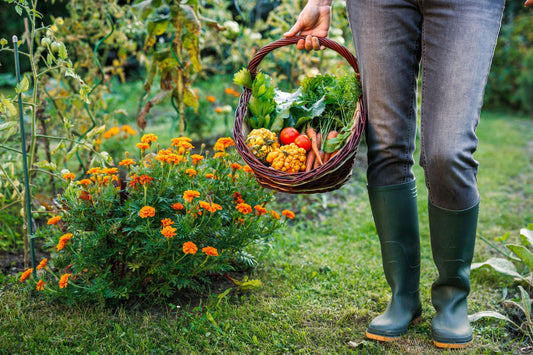 Why Every Backyard Garden Needs a Harvest Basket