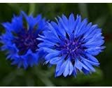 Non GMO Bulk Cornflower/Bachelor Button Flower Seeds - Tall Blue Centaurea cyanus (1/2 Lb)