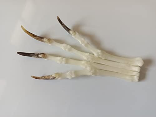 Animal Specimen Real Animal Skull Specimen Taxidermy Cleaned Skull Collection Fox, cat, Mink, Crocodile, Dog, Raccoon, Snake, Rabbit, Goat ，Muskrat，Nutria，Fox's paw (1pcs,Fox's paw)