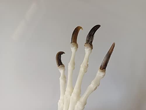 Animal Specimen Real Animal Skull Specimen Taxidermy Cleaned Skull Collection Fox, cat, Mink, Crocodile, Dog, Raccoon, Snake, Rabbit, Goat ，Muskrat，Nutria，Fox's paw (2pcs,Fox's paw)