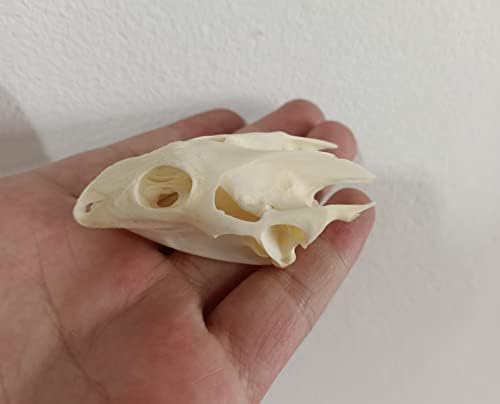 Animal Specimen Real Animal Skull Specimen Taxidermy Cleaned Skull Collection Fox, cat, Mink, Crocodile, Dog, Raccoon, Snake, Rabbit, Goat ，Muskrat，Nutria，Fox's paw (1pcs,Turtle)