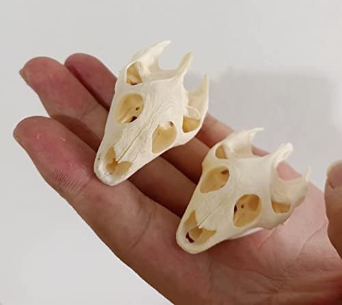 Animal Specimen Real Animal Skull Specimen Taxidermy Cleaned Skull Collection Fox, cat, Mink, Crocodile, Dog, Raccoon, Snake, Rabbit, Goat ，Muskrat，Nutria，Fox's paw (5pcs,Turtle)