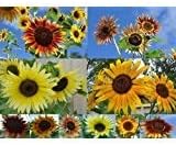 Non GMO Bulk Sunny - Sunflower Seed Mix 2,250 Seeds 10 Species of Wildflower Seeds Helianthus annuus (10 Lbs)