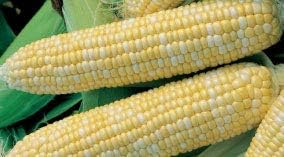 Bulk Corn Seeds - Bilicious Organic Corn Non GMO (10 Lbs)