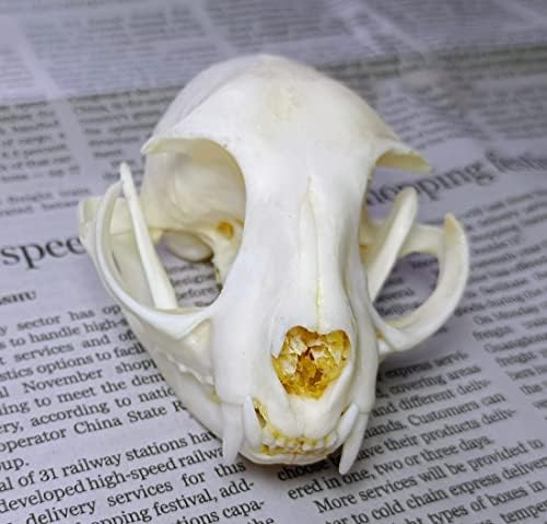 Animal Specimen Real Animal Skull Specimen Taxidermy Cleaned Skull Collection Fox, cat, Mink, Crocodile, Dog, Raccoon, Snake, Rabbit, Goat ，Muskrat，Nutria，Fox's paw (3pcs,The cat)