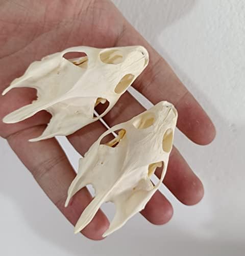Animal Specimen Real Animal Skull Specimen Taxidermy Cleaned Skull Collection Fox, cat, Mink, Crocodile, Dog, Raccoon, Snake, Rabbit, Goat ，Muskrat，Nutria，Fox's paw (2pcs,Turtle)