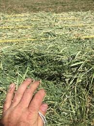 Halby’s Hay™ Premium Alfalfa Flake Hay – 8 lb Bag – Farm Fresh, Sun-Cured, Feed for Rabbits, Guinea Pigs, Chinchillas, Horses & Goats – Soft, Green, Dust-Free, High Protein USA Grown