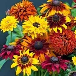 Non GMO Bulk Sunny - Sunflower Seed Mix 2,250 Seeds 10 Species of Wildflower Seeds Helianthus annuus (25 Lbs)