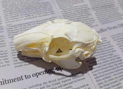 Animal Specimen Real Animal Skull Specimen Taxidermy Cleaned Skull Collection Fox, cat, Mink, Crocodile, Dog, Raccoon, Snake, Rabbit, Goat ，Muskrat，Nutria，Fox's paw (1pcs,Rabbit)