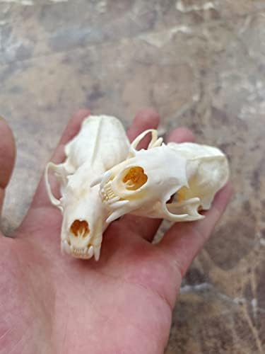 Animal Specimen Real Animal Skull Specimen Taxidermy Cleaned Skull Collection Fox, cat, Mink, Crocodile, Dog, Raccoon, Snake, Rabbit, Goat ，Muskrat，Nutria，Fox's paw (2pcs,Mink)