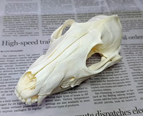 Animal Specimen Real Animal Skull Specimen Taxidermy Cleaned Skull Collection Fox, cat, Mink, Crocodile, Dog, Raccoon, Snake, Rabbit, Goat ，Muskrat，Nutria，Fox's paw (2pcs,Fox)