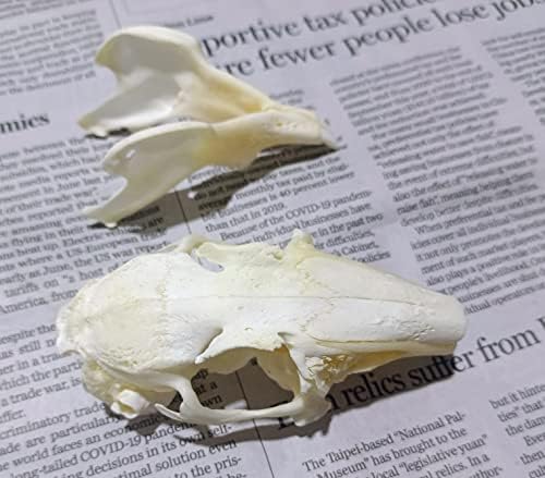Animal Specimen Real Animal Skull Specimen Taxidermy Cleaned Skull Collection Fox, cat, Mink, Crocodile, Dog, Raccoon, Snake, Rabbit, Goat ，Muskrat，Nutria，Fox's paw (2pcs,Rabbit)