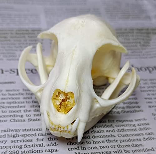 Animal Specimen Real Animal Skull Specimen Taxidermy Cleaned Skull Collection Fox, cat, Mink, Crocodile, Dog, Raccoon, Snake, Rabbit, Goat ，Muskrat，Nutria，Fox's paw (2pcs,The cat)
