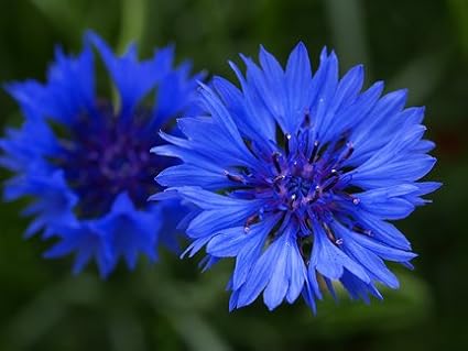 Non GMO Bulk Cornflower/Bachelor Button Seeds - Tall Blue Centaurea cyanus (5 lbs)