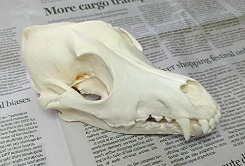 Animal Specimen Real Animal Skull Specimen Taxidermy Cleaned Skull Collection Fox, cat, Mink, Crocodile, Dog, Raccoon, Snake, Rabbit, Goat ，Muskrat，Nutria，Fox's paw (1pcs,The Dog)