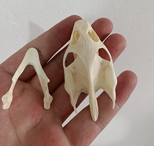 Animal Specimen Real Animal Skull Specimen Taxidermy Cleaned Skull Collection Fox, cat, Mink, Crocodile, Dog, Raccoon, Snake, Rabbit, Goat ，Muskrat，Nutria，Fox's paw (10pcs,Turtle)