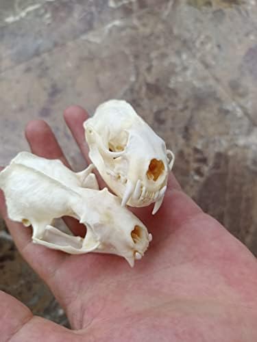 Animal Specimen Real Animal Skull Specimen Taxidermy Cleaned Skull Collection Fox, cat, Mink, Crocodile, Dog, Raccoon, Snake, Rabbit, Goat ，Muskrat，Nutria，Fox's paw (5pcs,Mink)