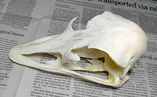Animal Specimen Real Animal Skull Specimen Taxidermy Cleaned Skull Collection Fox, cat, Mink, Crocodile, Dog, Raccoon, Snake, Rabbit, Goat ，Muskrat，Nutria，Fox's paw (10pcs,Ostrich)