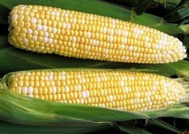 Dirt Goddess Super Seeds ~ Golden Bantam Sweet Corn Seeds (1/2 LB) 1,000 Seeds Non-GMO