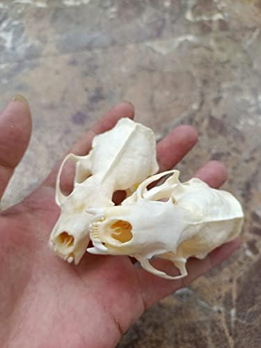 Animal Specimen Real Animal Skull Specimen Taxidermy Cleaned Skull Collection Fox, cat, Mink, Crocodile, Dog, Raccoon, Snake, Rabbit, Goat ，Muskrat，Nutria，Fox's paw (3pcs,Mink)